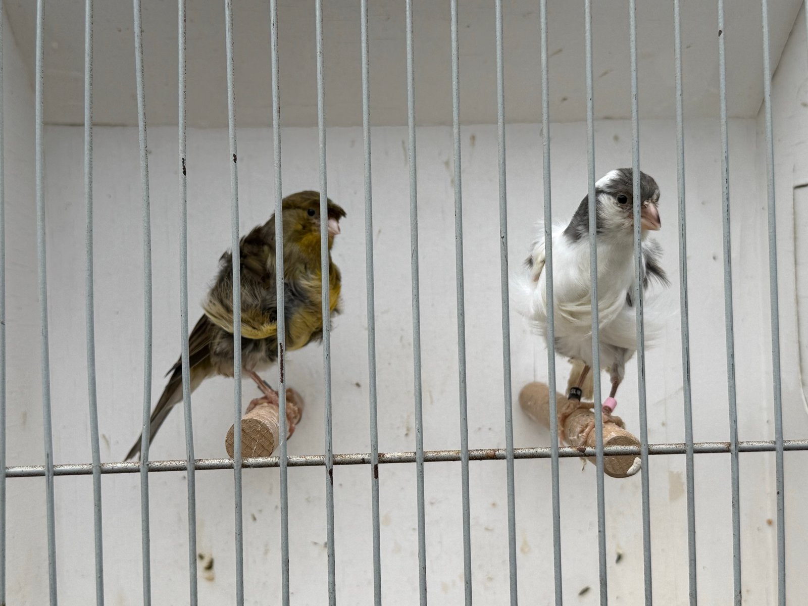 Prachtige Frisé Noord Holland koppel, Dieren en Toebehoren, Vogels | Kanaries, Meerdere dieren, Kleurkanarie