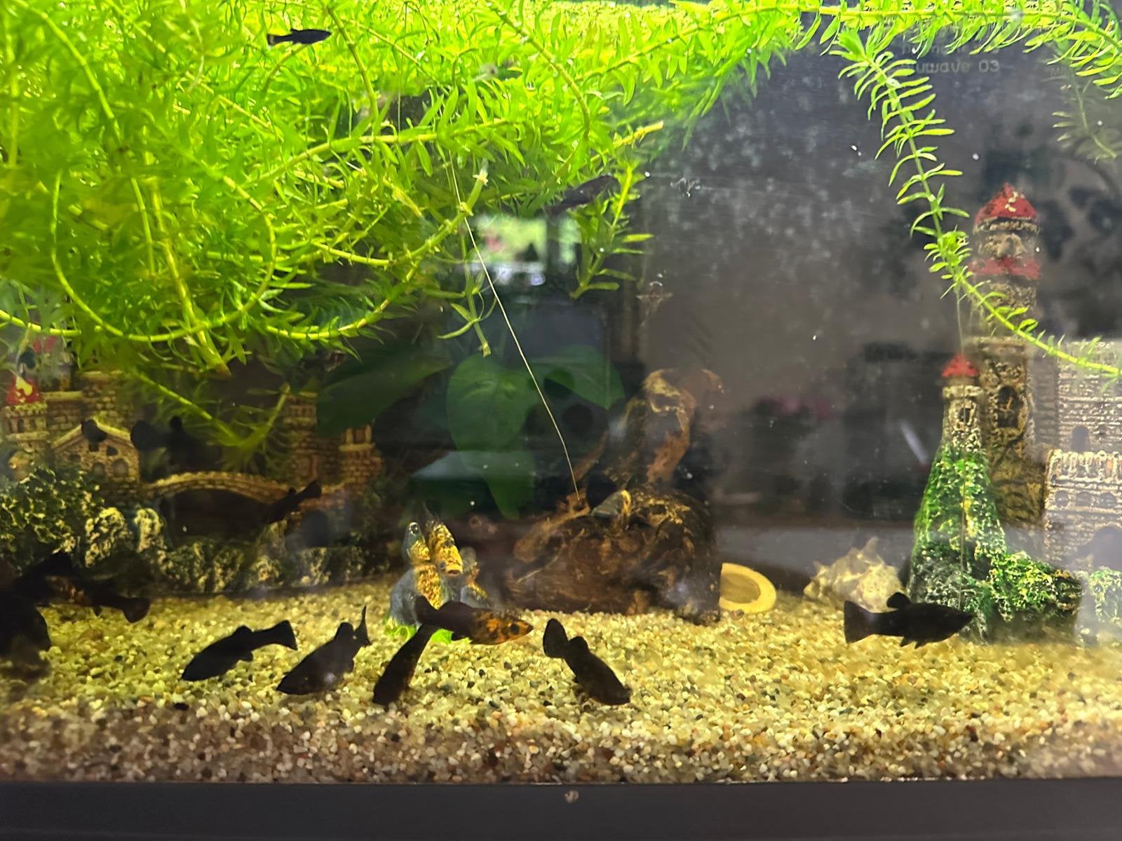 een prachtig en volledig ingericht zoetwateraquarium, Dieren en Toebehoren, Ophalen, Gebruikt, Overige merken, Gevuld zoetwateraquarium