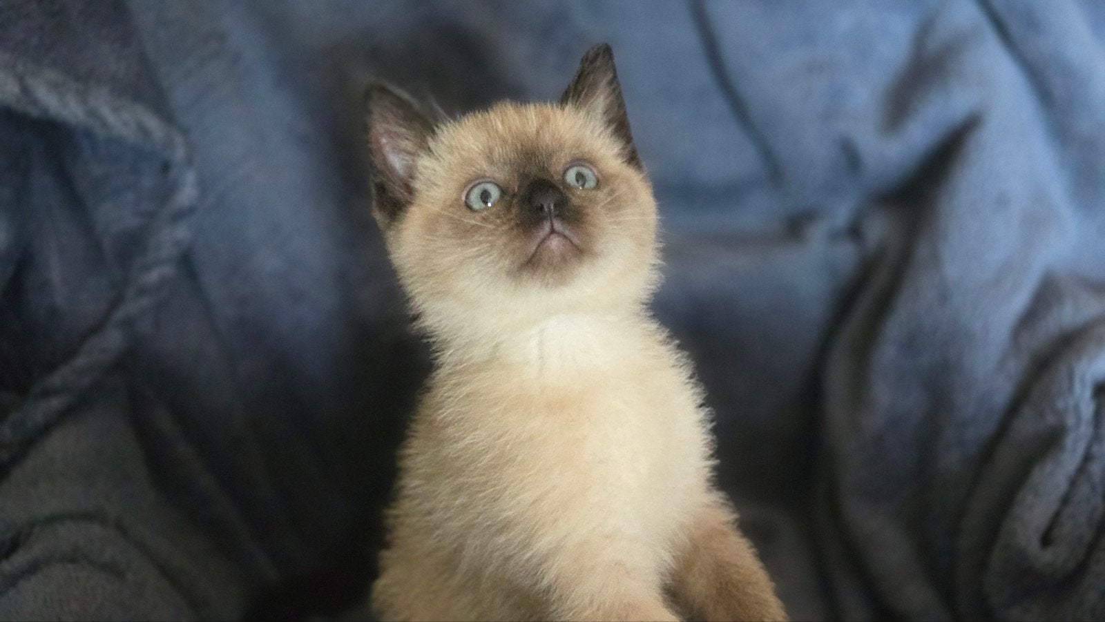 Ragdoll kittens – 4 lieve, huiselijk opgegroeid, Meerdere dieren