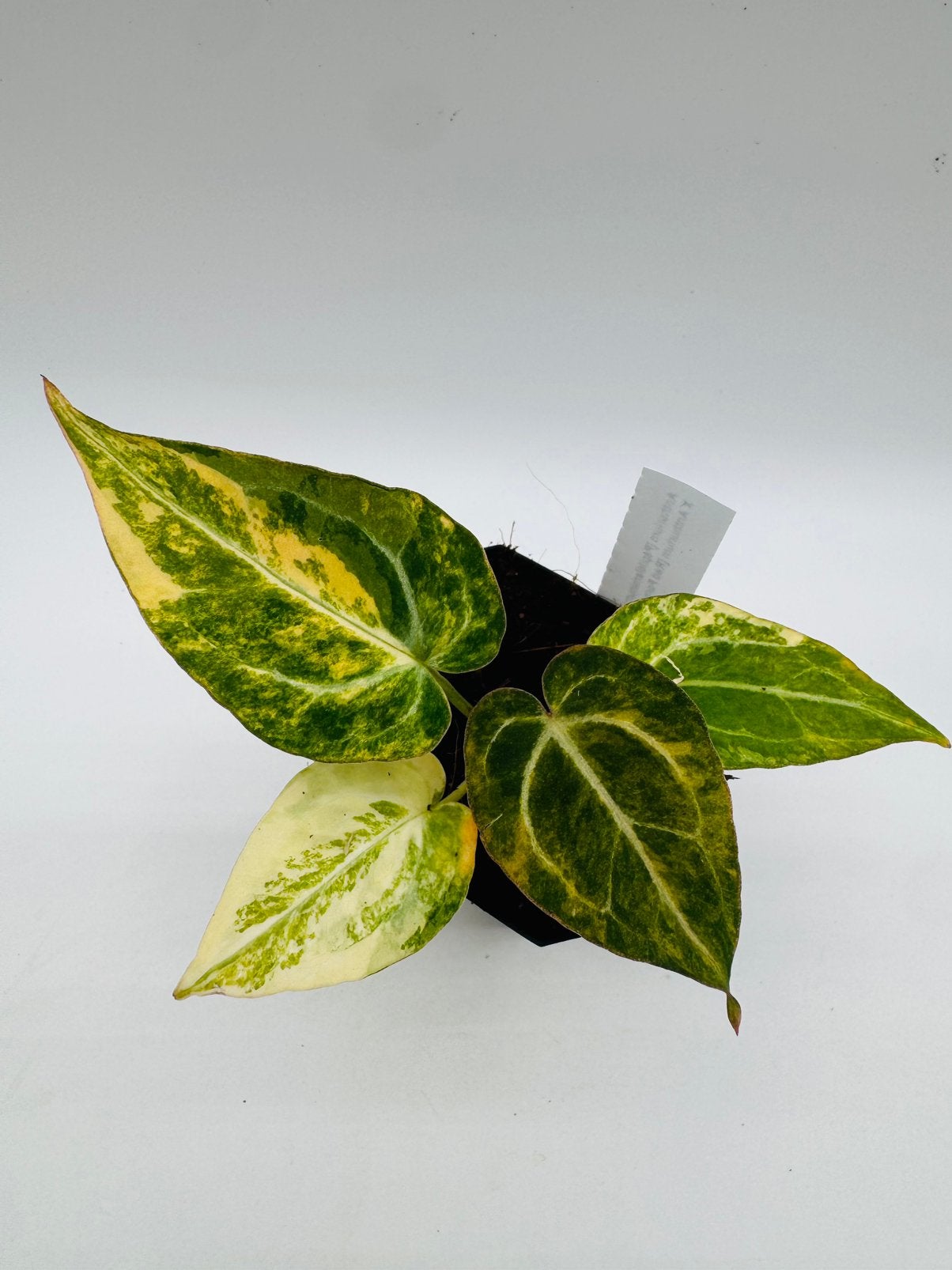 Anthurium (Papilliaminum Variegata x Magni) x Red Forgetii, Huis en Inrichting, Ophalen of Verzenden, Halfschaduw, Minder dan 100 cm