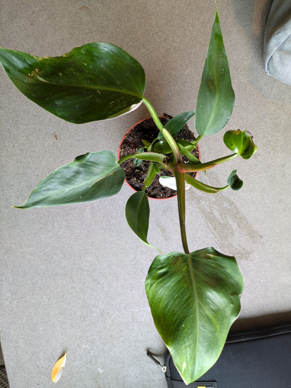 Philodendron 'Princess' in pot 10,6cm - Prachtige kamerplant, Ophalen, Bloeit niet, Overige soorten, Halfschaduw