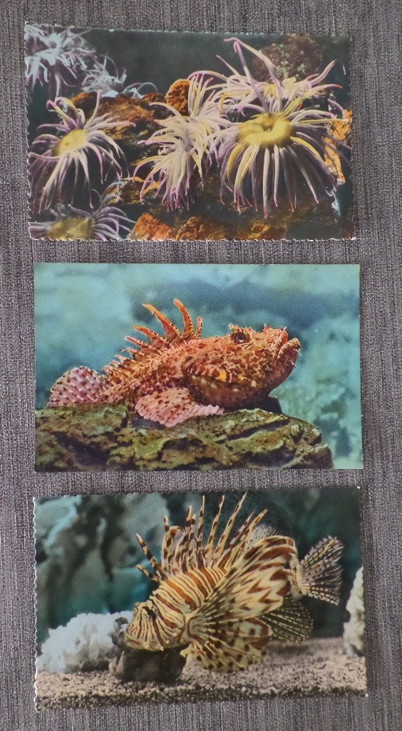 Ansichtkaarten Aquarium De Monaco, Ophalen of Verzenden, 1940 tot 1960, Ongelopen, Overig Europa