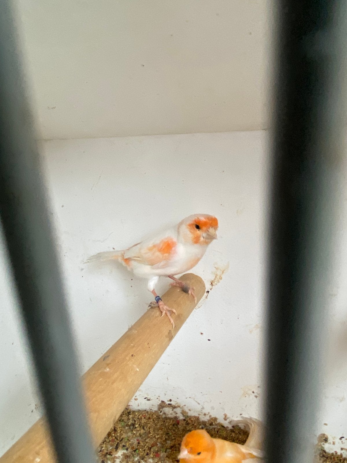 2 kanarie mannen te koop, Mannelijk, Kleurkanarie