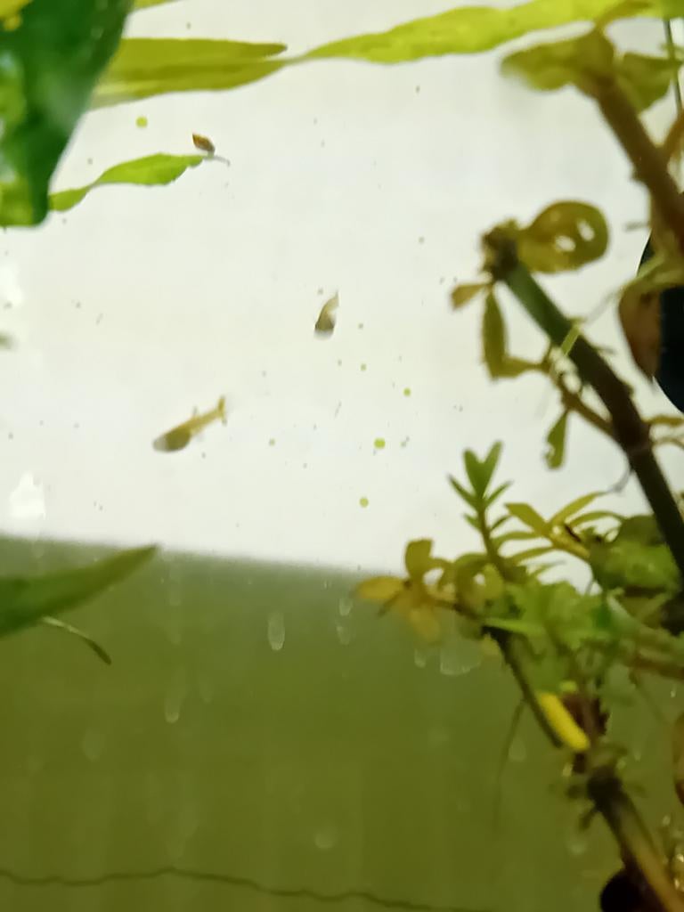 Jonge guppies, Dieren en Toebehoren, Vissen | Aquariumvissen, Vis