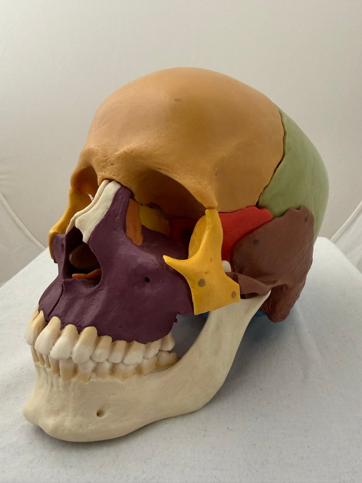 Somso Anatomisch model Schedel, Ophalen of Verzenden