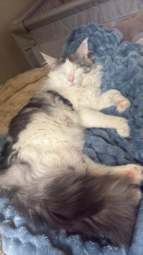 Mainecoon dekkater