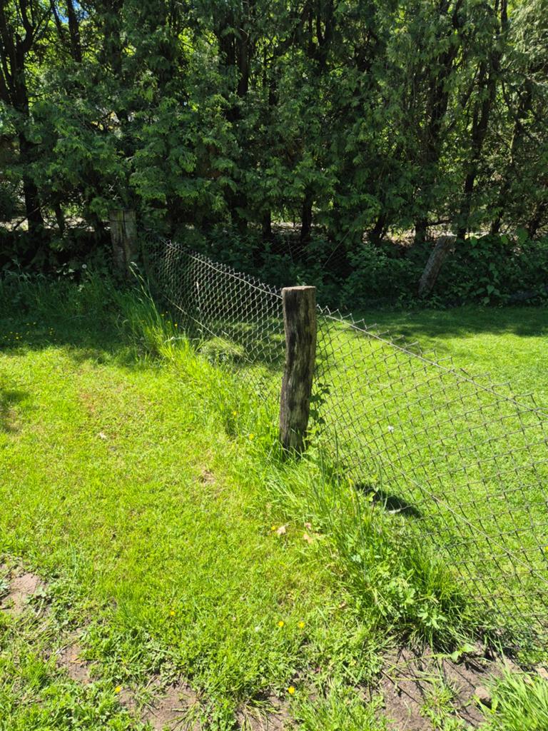 Complete afrastering., Weidegang