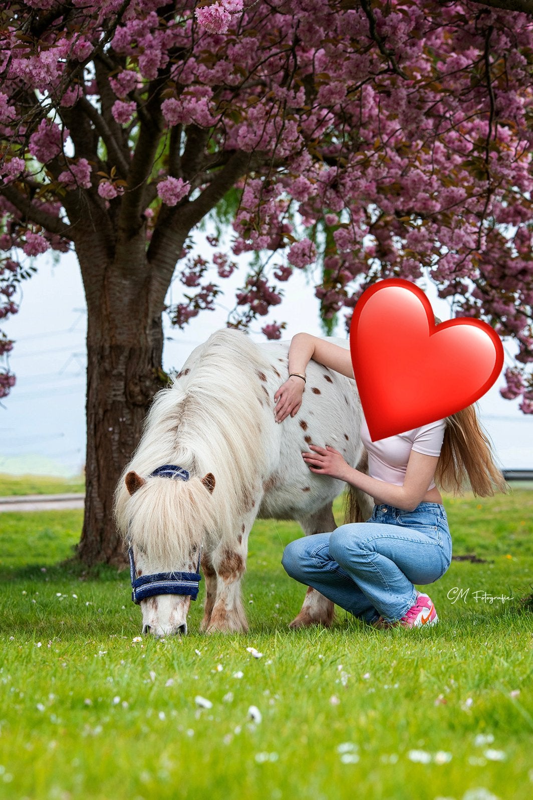 Lieve appaloosa A pony ruin