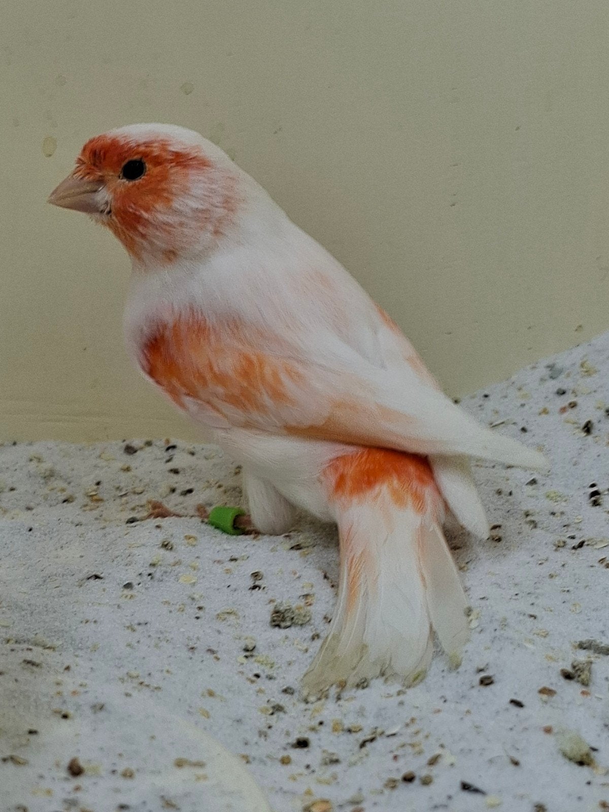 Rood mozaïek kanarie man 2026, Dieren en Toebehoren, Mannelijk, Kleurkanarie