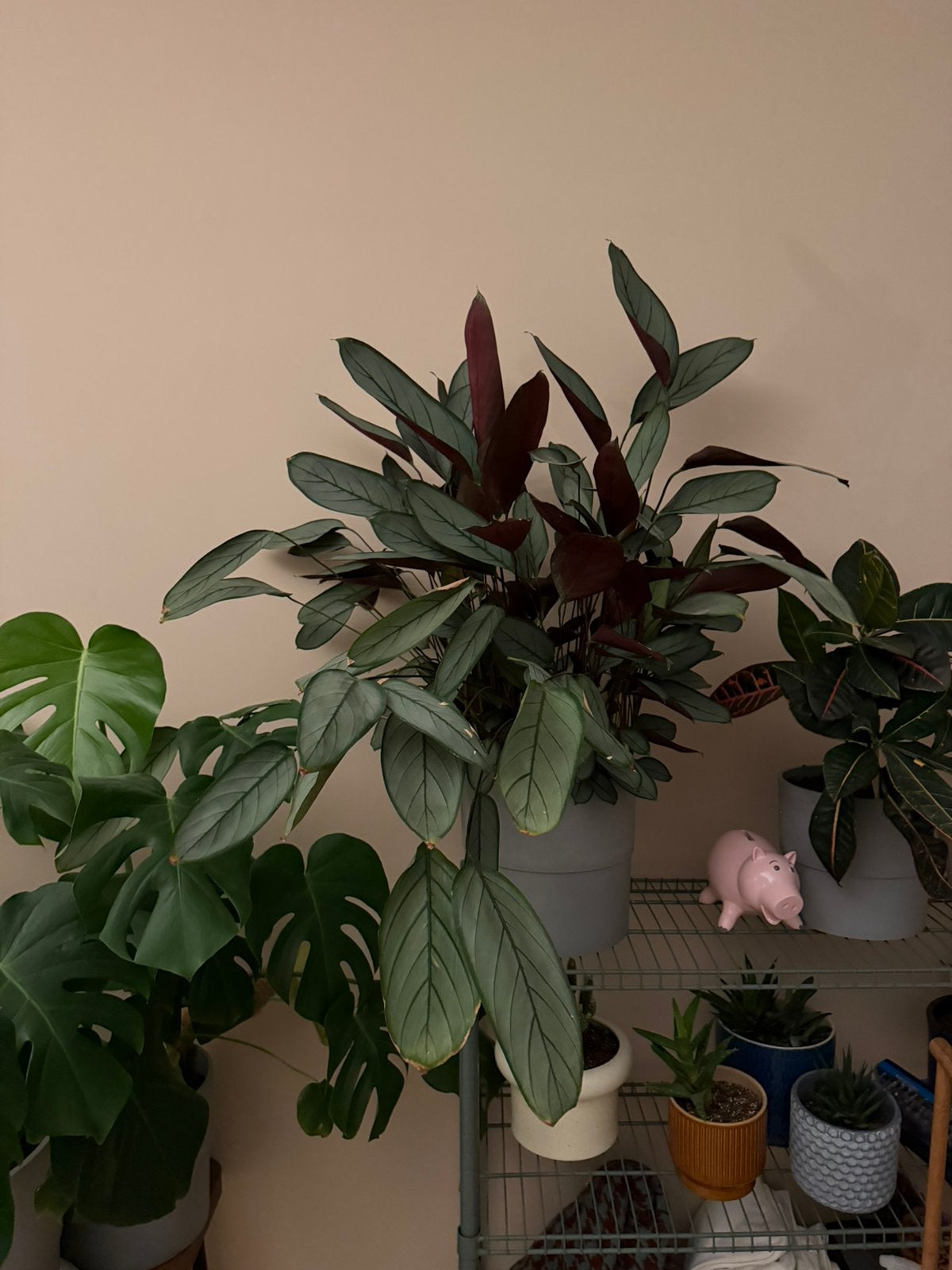 Calathea with Ikea pot, Ophalen, Halfschaduw, Minder dan 100 cm