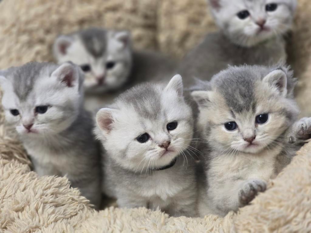 Mooi Britse schaduwkittens,   nog 3 kitteins, Meerdere dieren