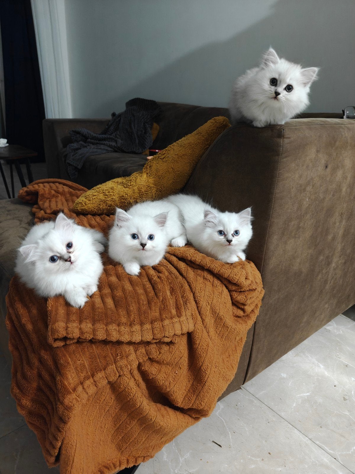 Brits langhaar kittens (zie omschrijving), Meerdere dieren, Ontwormd