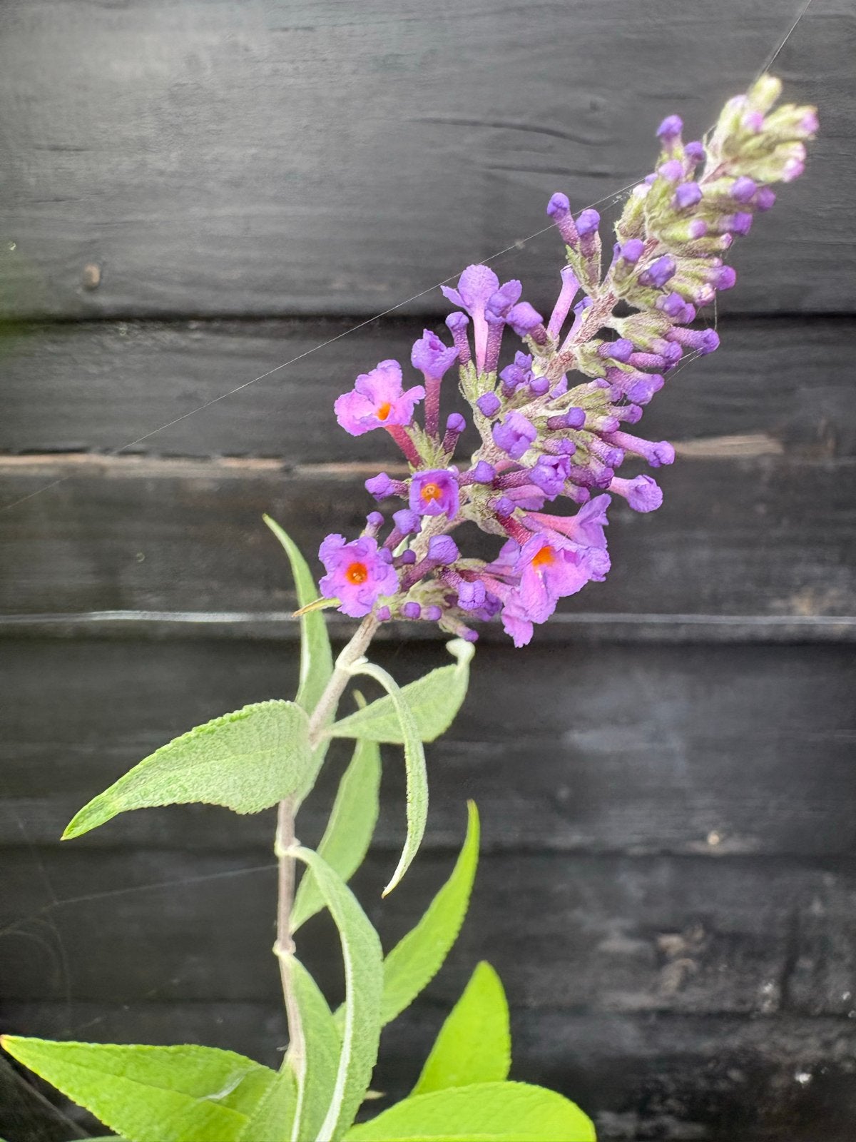 Vlinderstruikje - Buddleja davidii, Volle zon, Vaste plant, Zomer, Ophalen