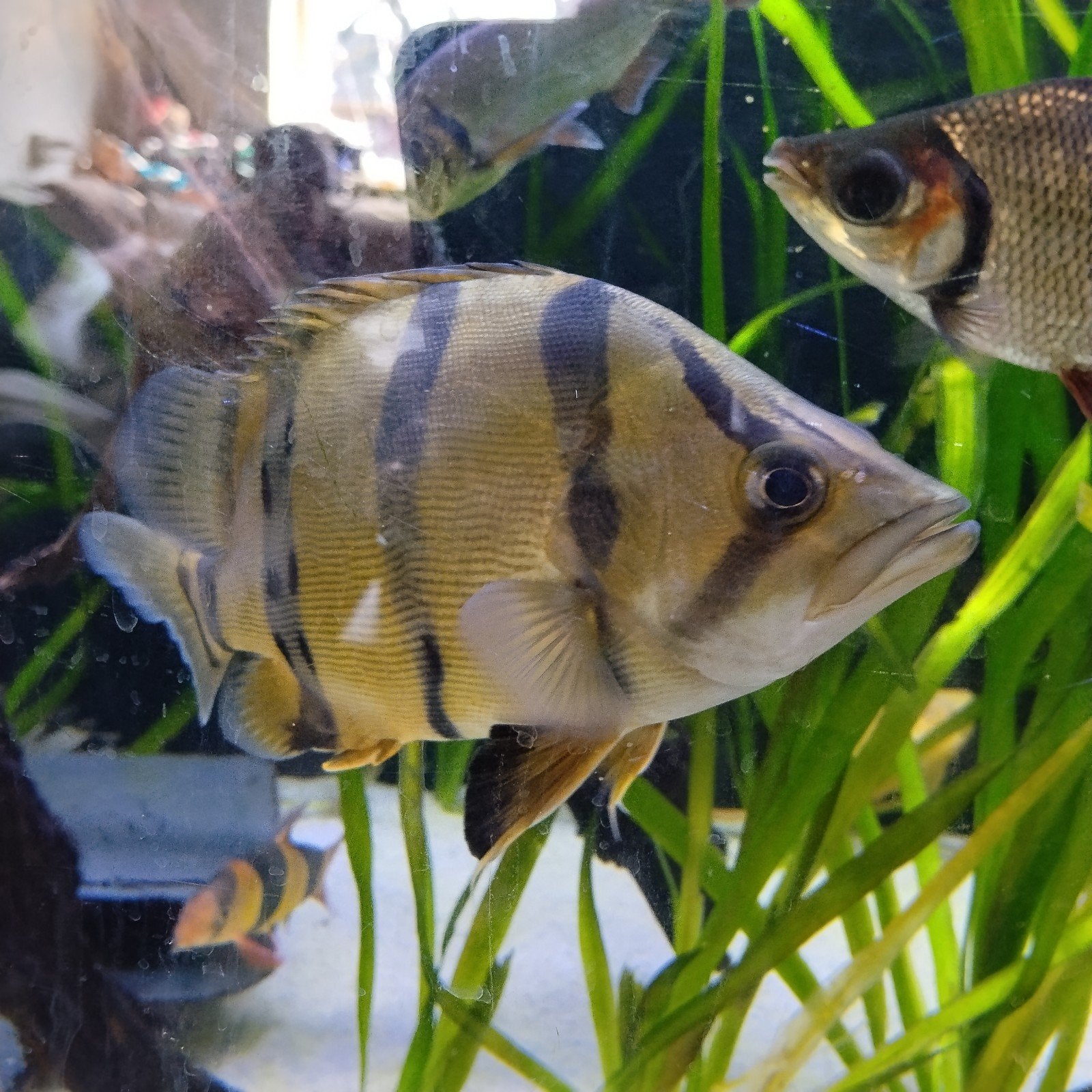 Datnioides Undecimradiatus, Dieren en Toebehoren, Vis, Zoetwatervis