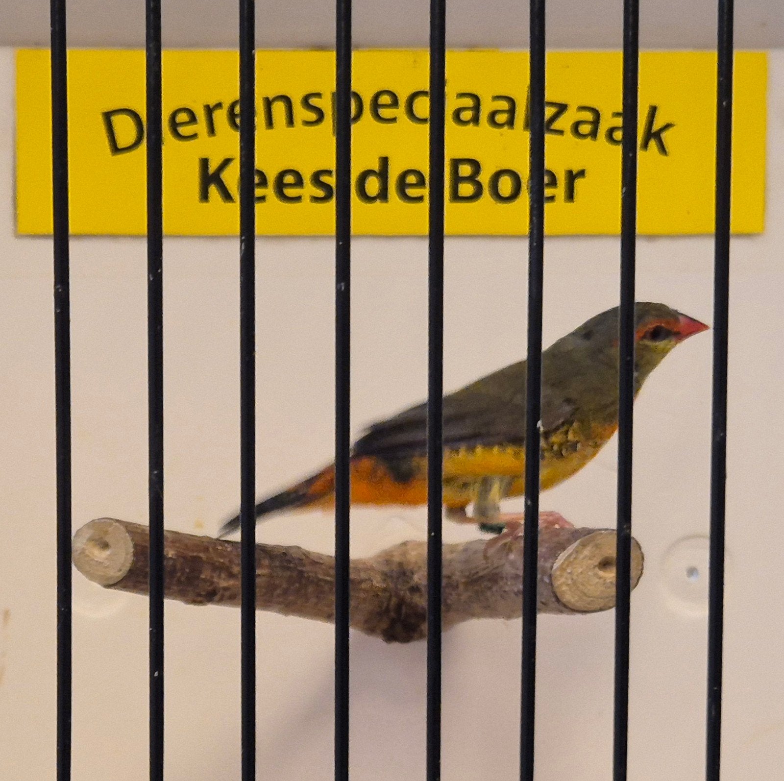 goudbuikje man