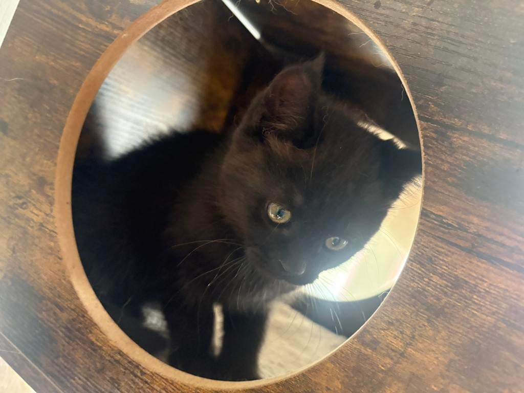 2 kittens langharig ( maine-coon/pers ), Meerdere dieren, Gechipt, 0 tot 2 jaar