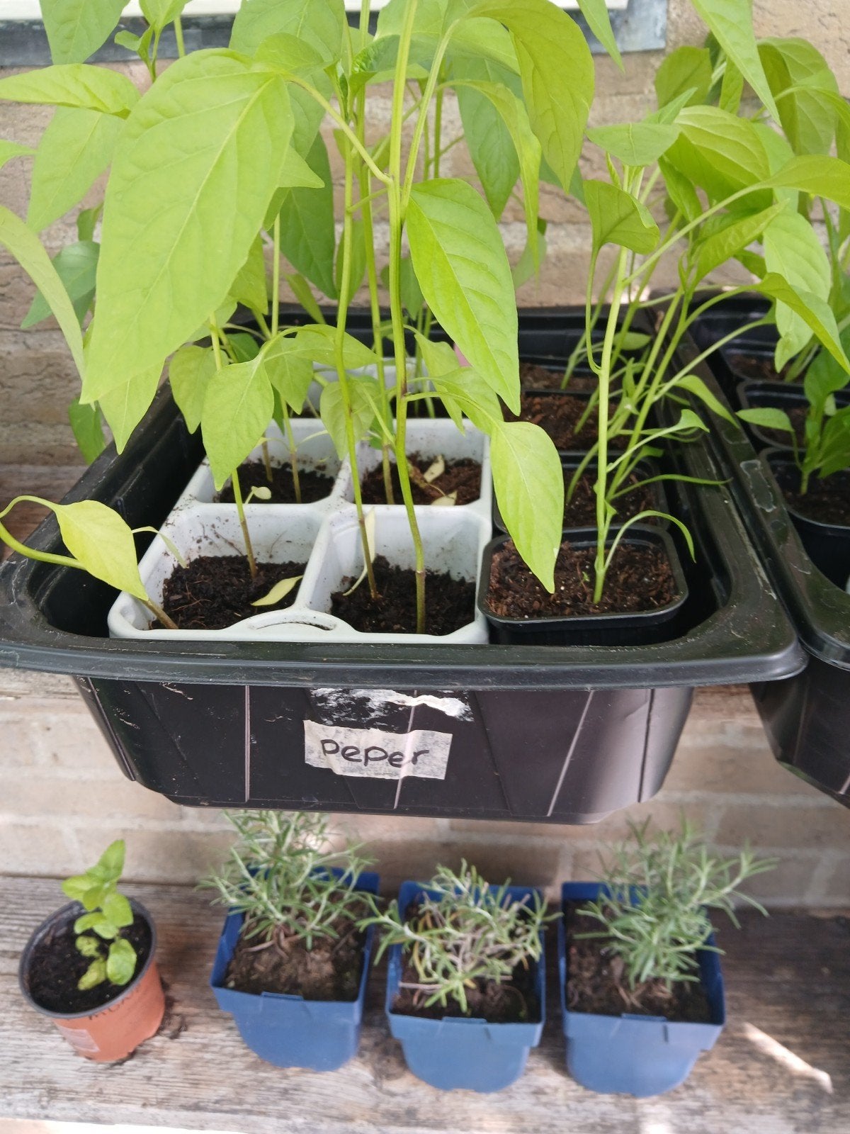 Nog 20 rode peper planten!  AANBIEDING, Ophalen, Eenjarig, Groenteplanten, Volle zon