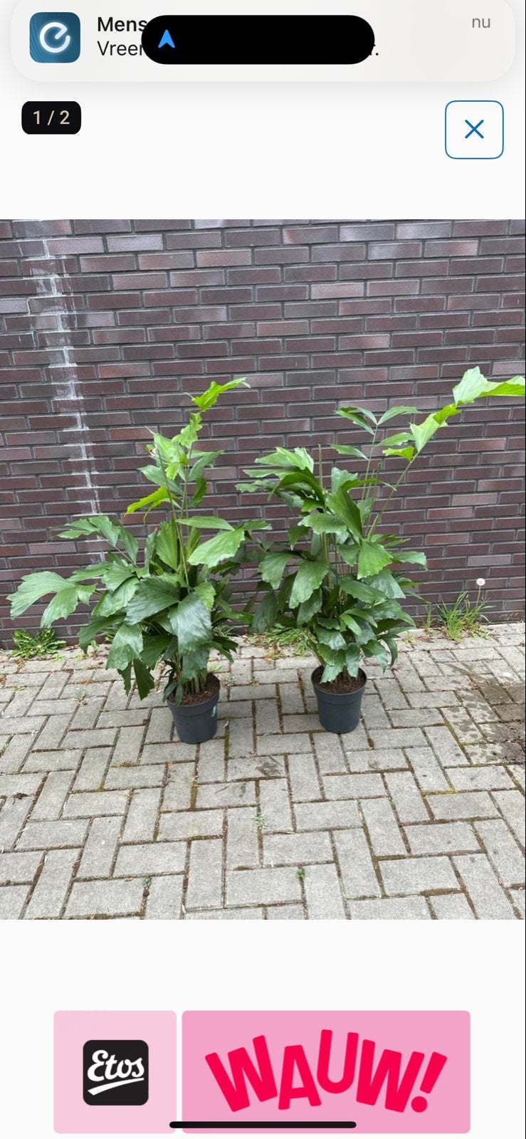 Caryota Mitis Vissenstaartpalm - 120cm hoog, Tuin en Terras, Vaste plant, Bloeit niet, Halfschaduw, Ophalen