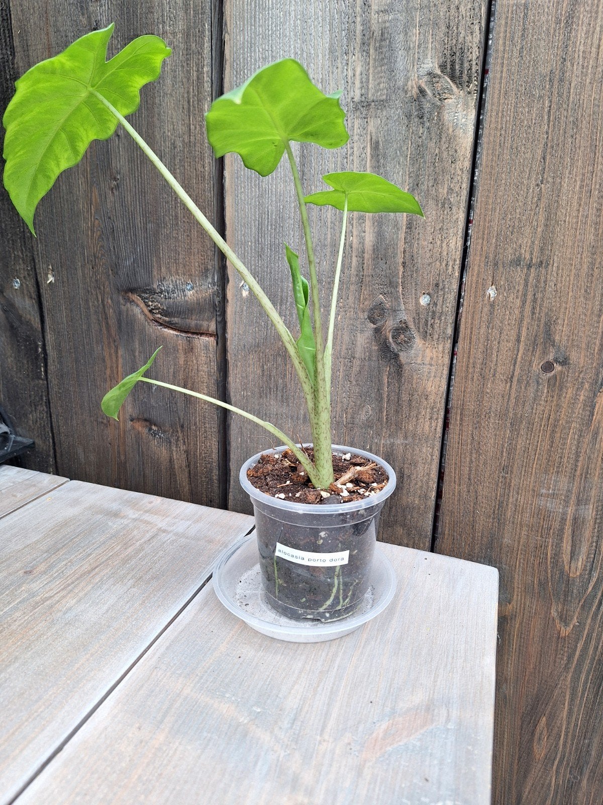 Alocasia ' portadora ', Ophalen of Verzenden, Halfschaduw, Minder dan 100 cm