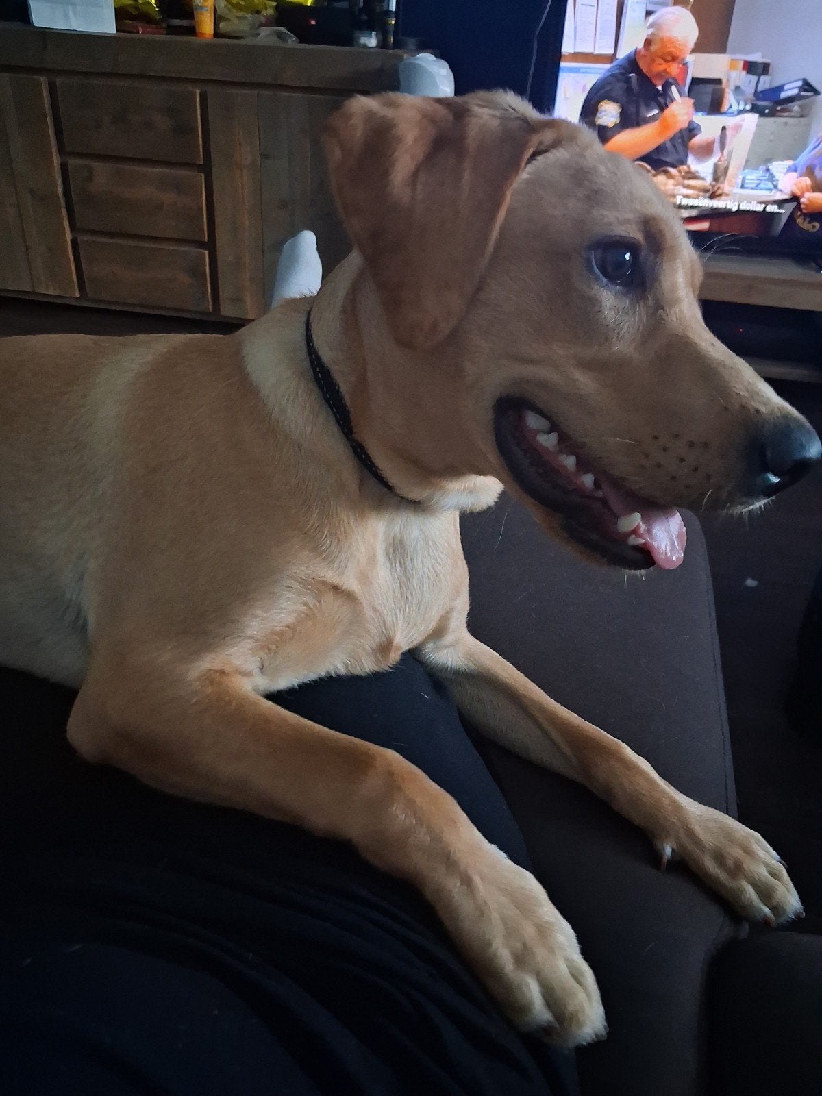 Labrador reu van 7,5mnd oud te koop, 15 weken tot 1 jaar, Reu, Groot, Eén hond