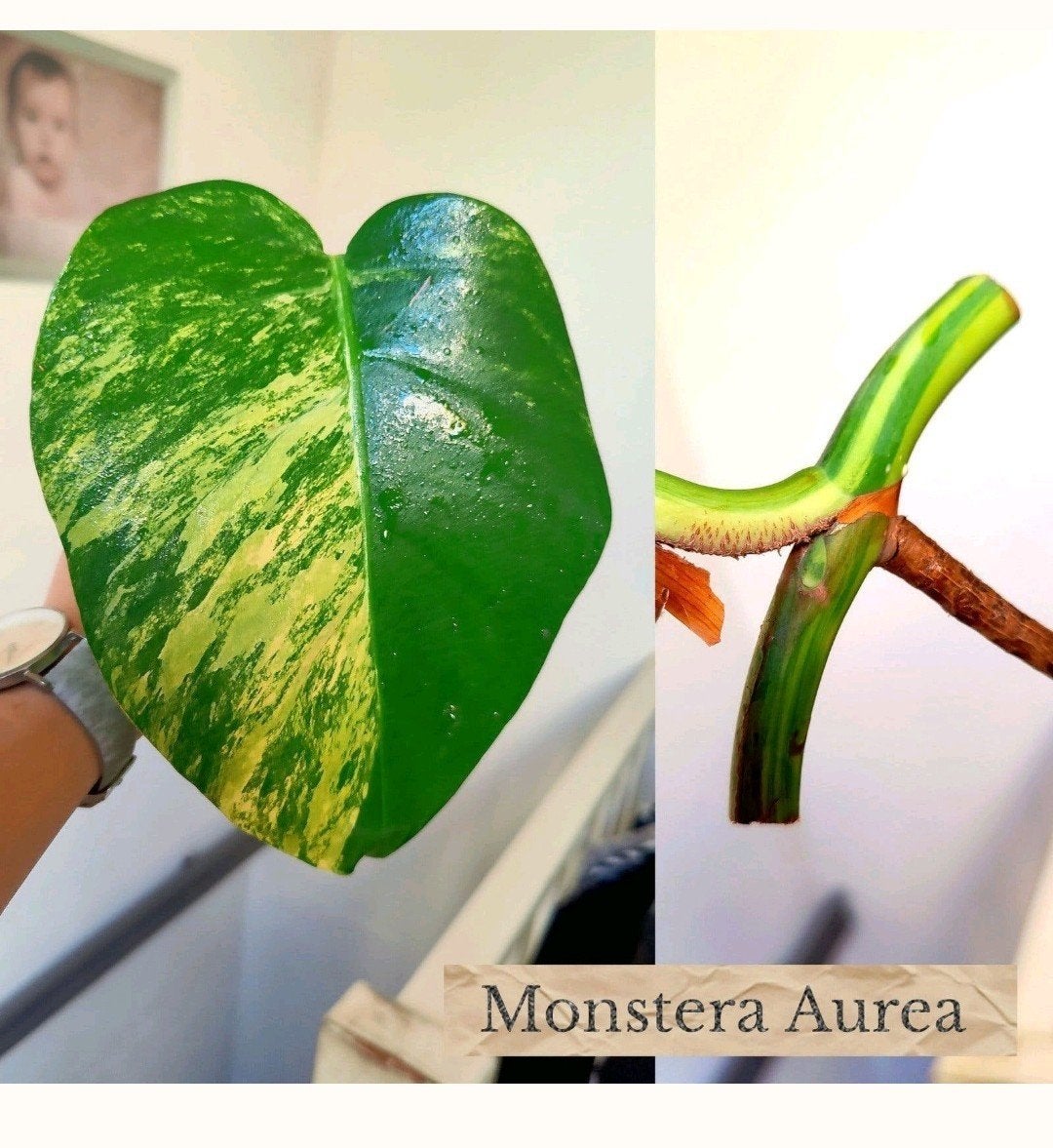 Monstera Aurea yellow variegata stek, Ophalen, Halfschaduw, Minder dan 100 cm