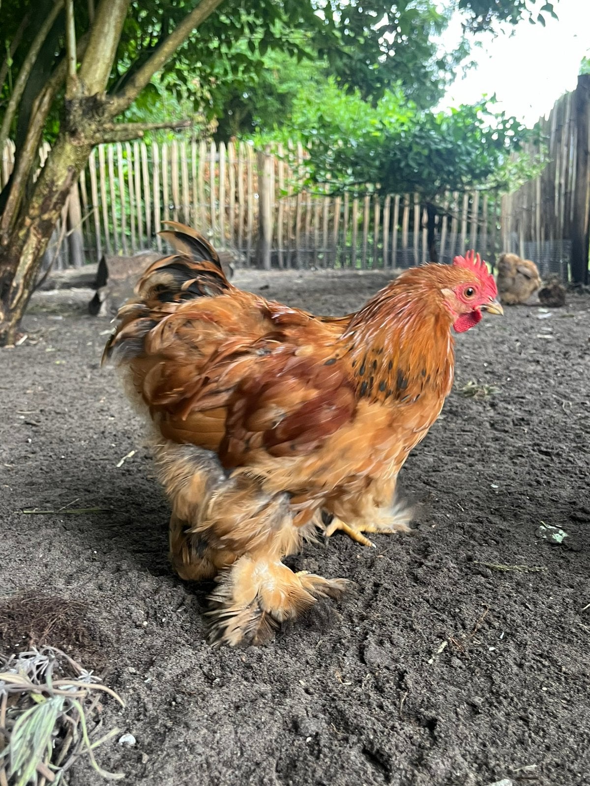 Cochin haantje, Dieren en Toebehoren, Pluimvee, Mannelijk, Kip