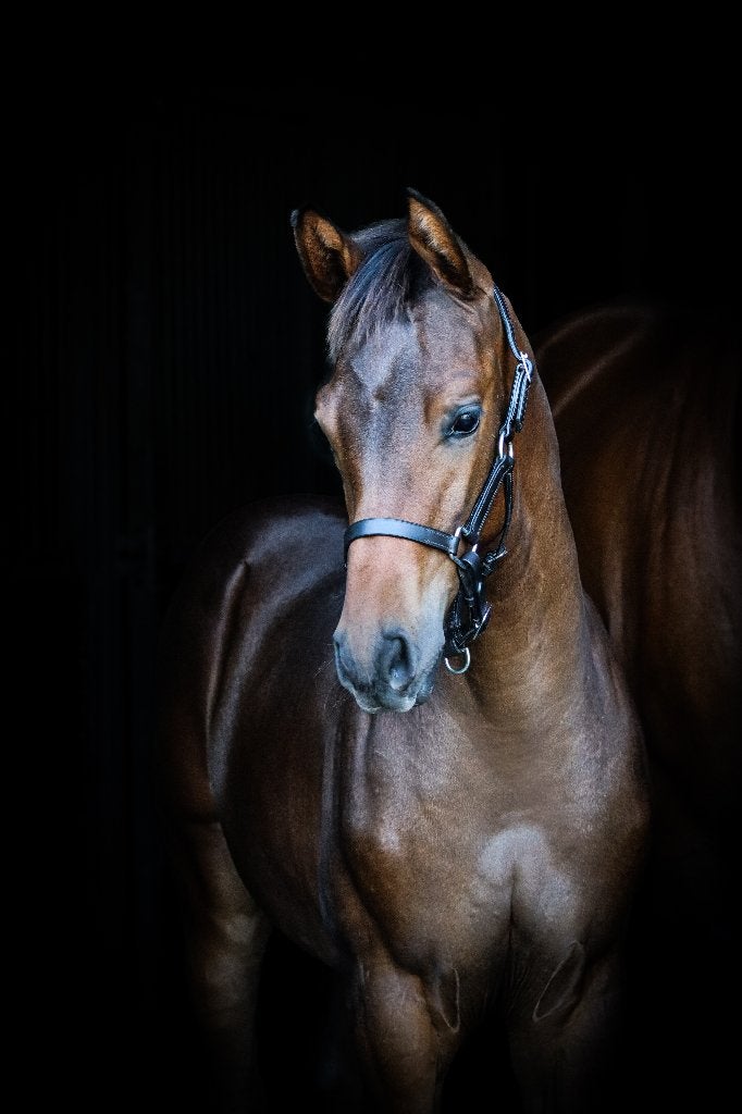 Mooi en goed bewegend bruin hengstveulen, Dieren en Toebehoren, Minder dan 160 cm, Met stamboom, Niet van toepassing, Dressuurpaard