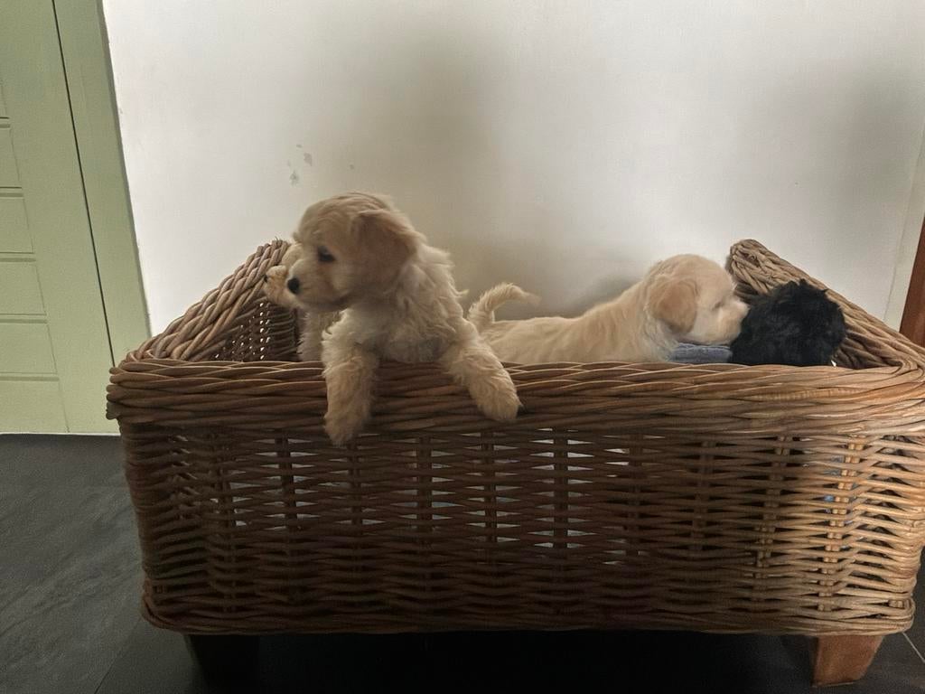 Maltezer x poedel (maltipoo), Dieren en Toebehoren, Honden | Niet-rashonden, Parvo, Nederland, 8 tot 15 weken, Meerdere