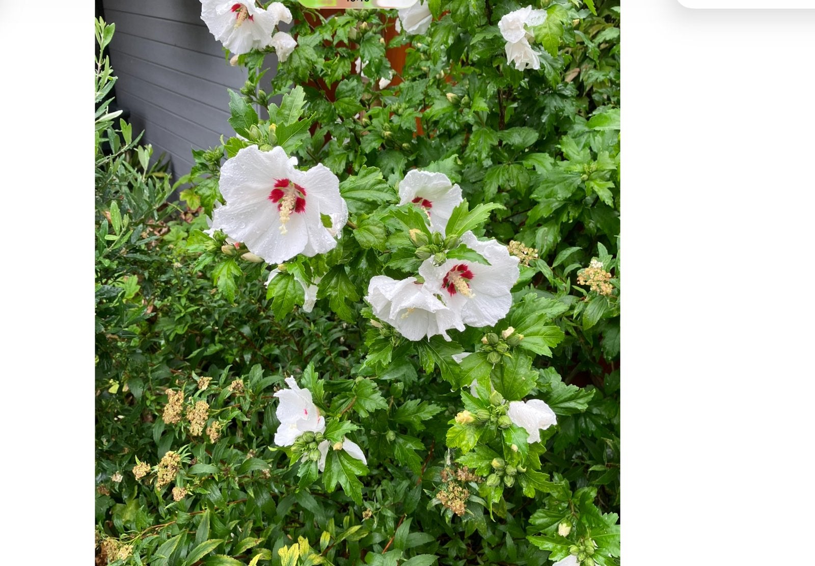 Stek van Witte Hibiscus met Rood Hart, Overige soorten, Volle zon, Vaste plant, Ophalen of Verzenden
