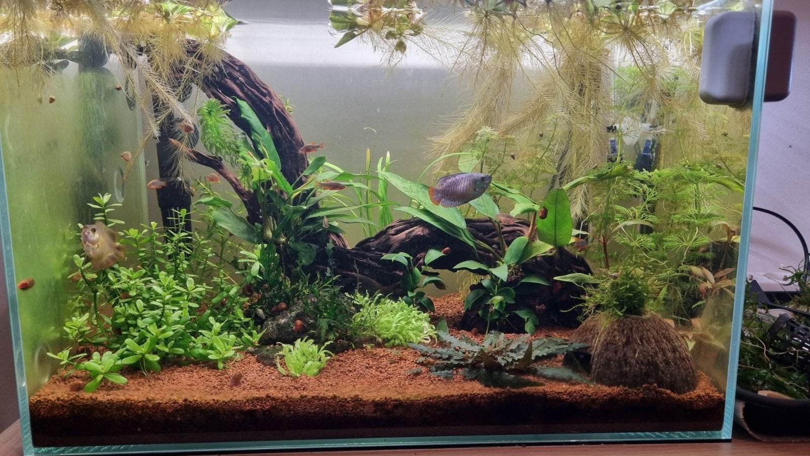 Superfish scaper 60 liter aquarium, Dieren en Toebehoren, Vissen | Aquaria en Toebehoren, Ophalen, Gebruikt, Leeg aquarium