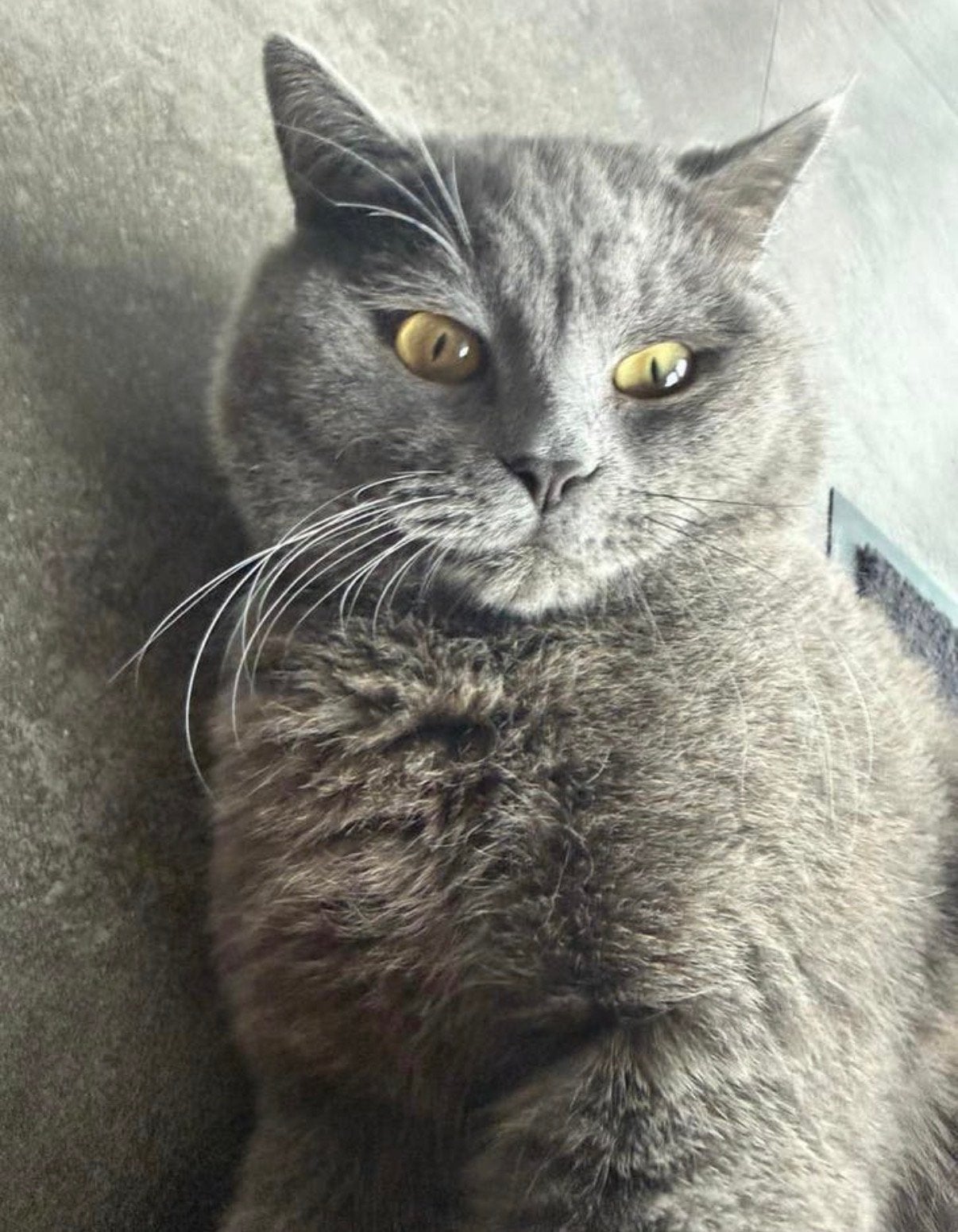 Britsekorthaar x Ragdol, Dieren en Toebehoren, Kater, Kortharig, 0 tot 2 jaar