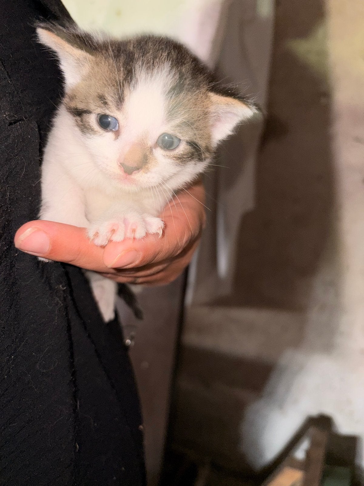 4 kittens, Dieren en Toebehoren, Katten en Kittens | Overige Katten, Meerdere dieren