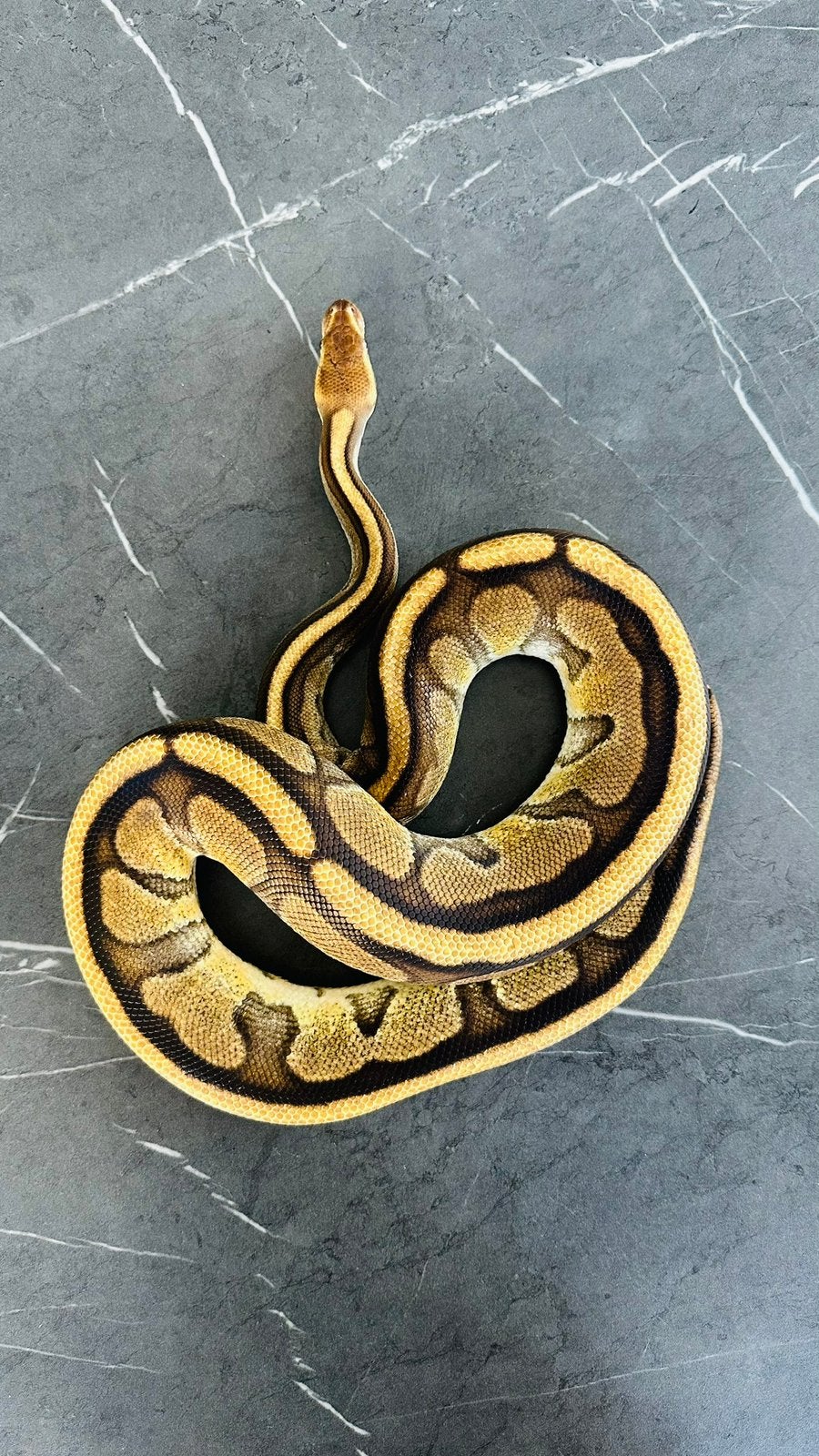 Python regius (Koningspython), Slang, 3 tot 6 jaar