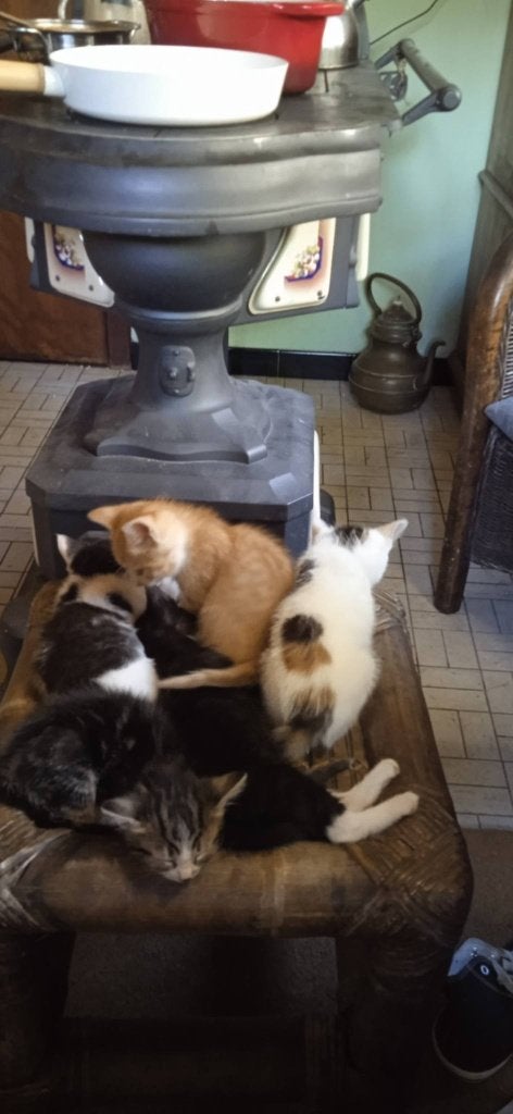 kittens, Dieren en Toebehoren, Meerdere dieren, Kortharig, 0 tot 2 jaar