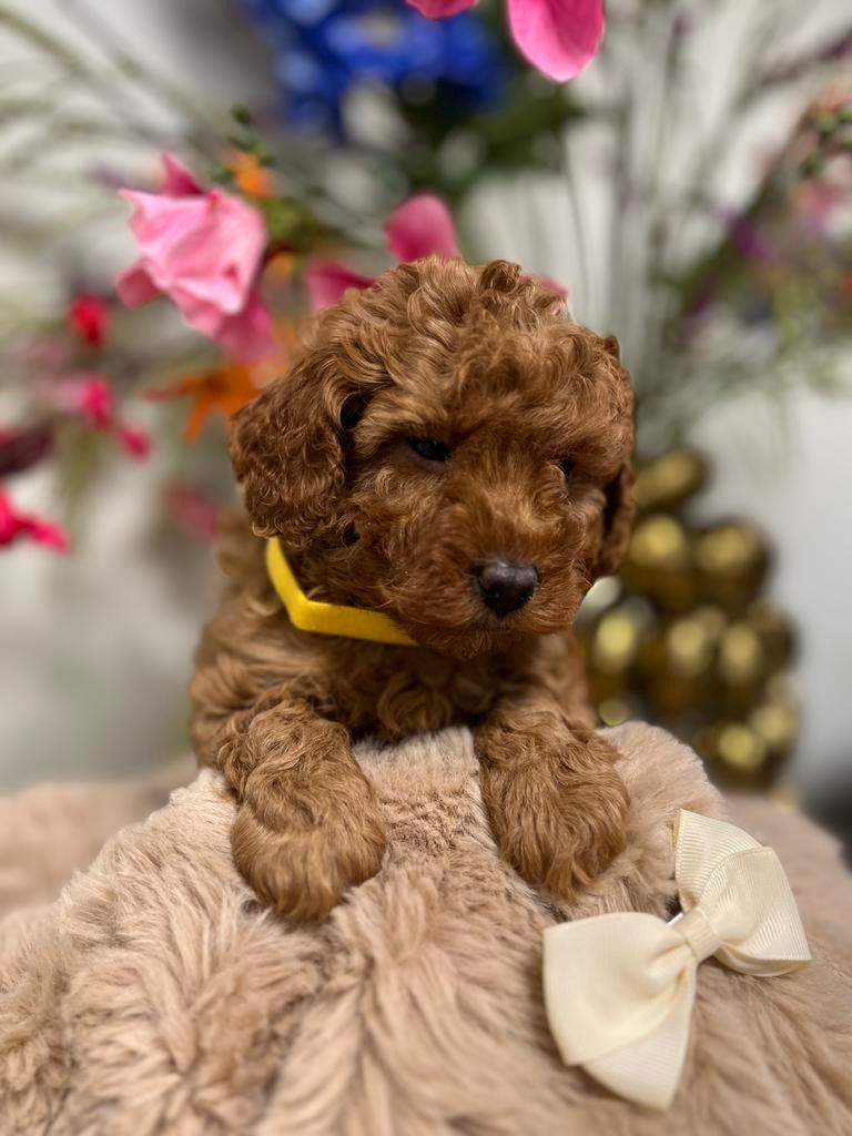 dwerg/toypoedel pups, Poedel, Parvo, 8 tot 15 weken, Meerdere