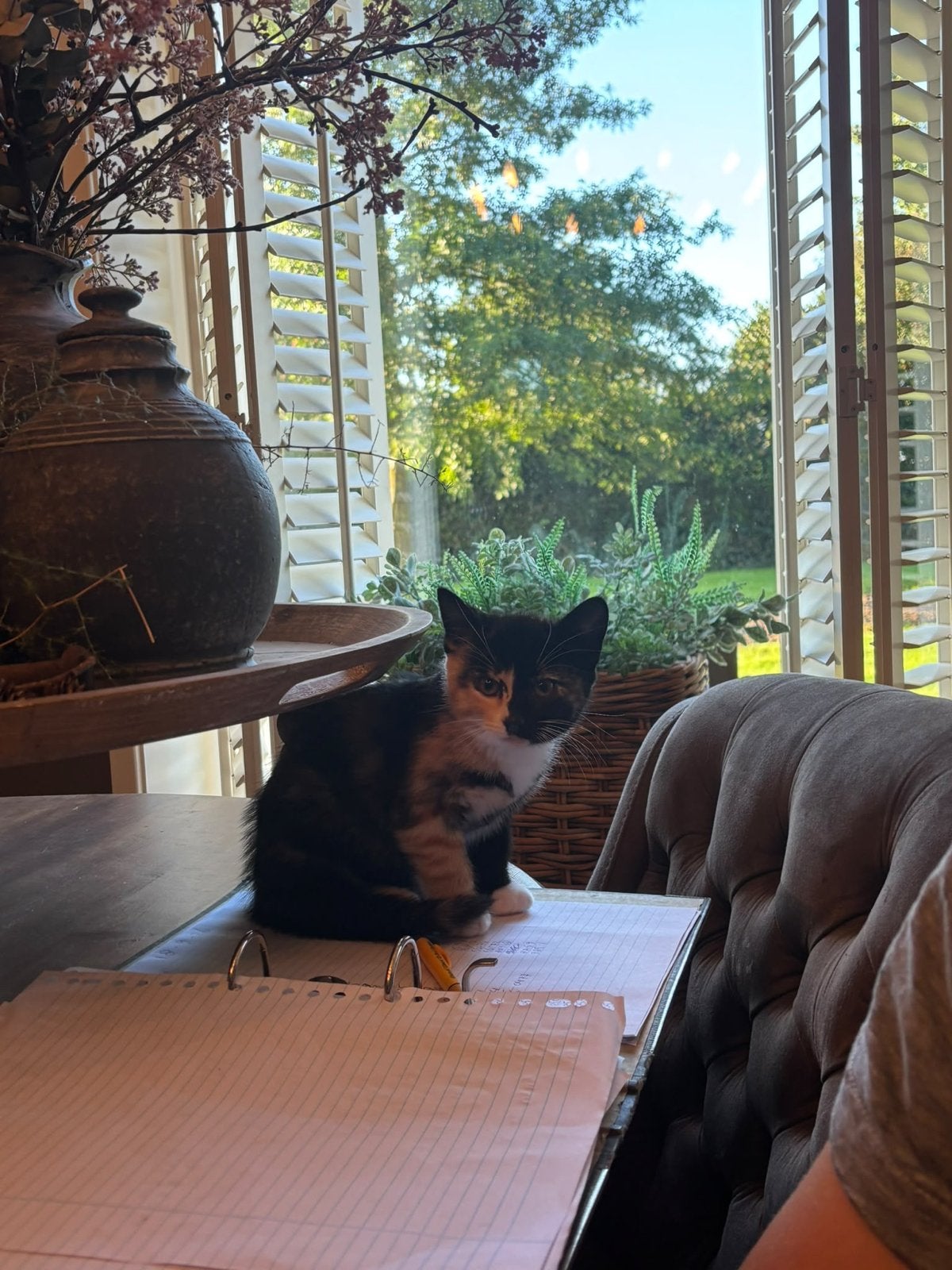 Kitten te koop, Poes, Kortharig, 0 tot 2 jaar