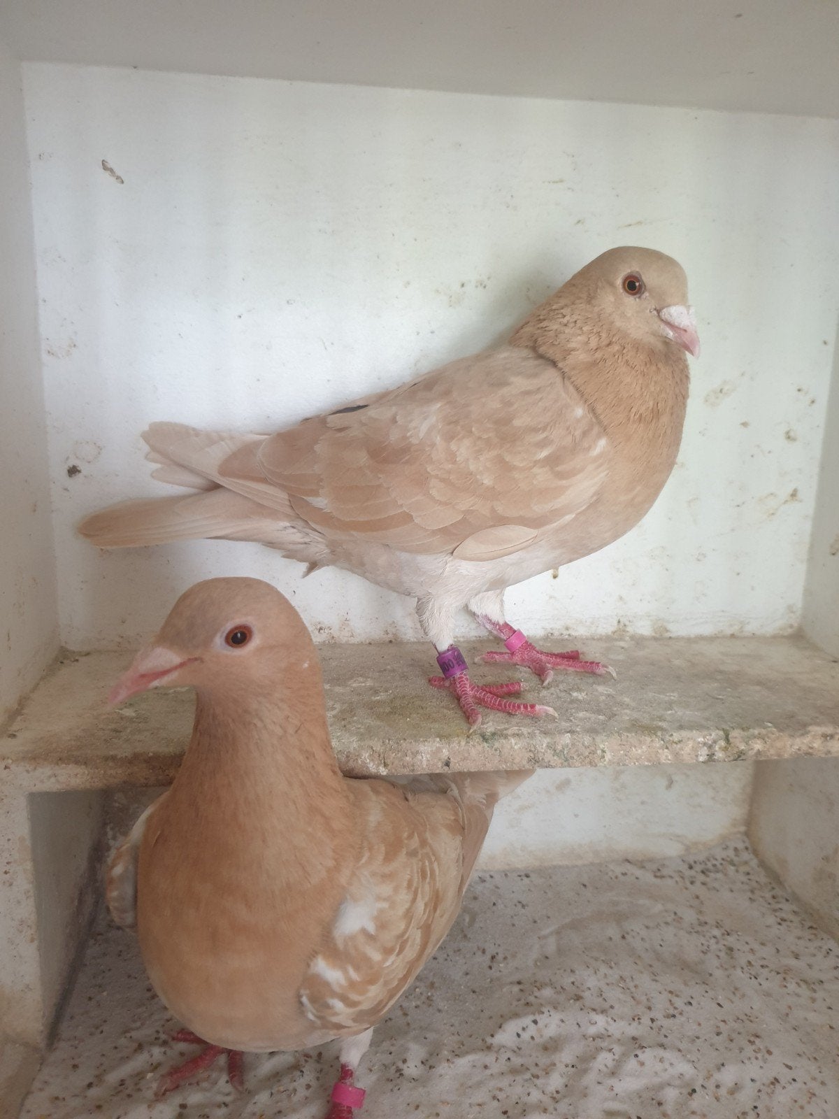 Postduiven, Meerdere dieren, Postduif