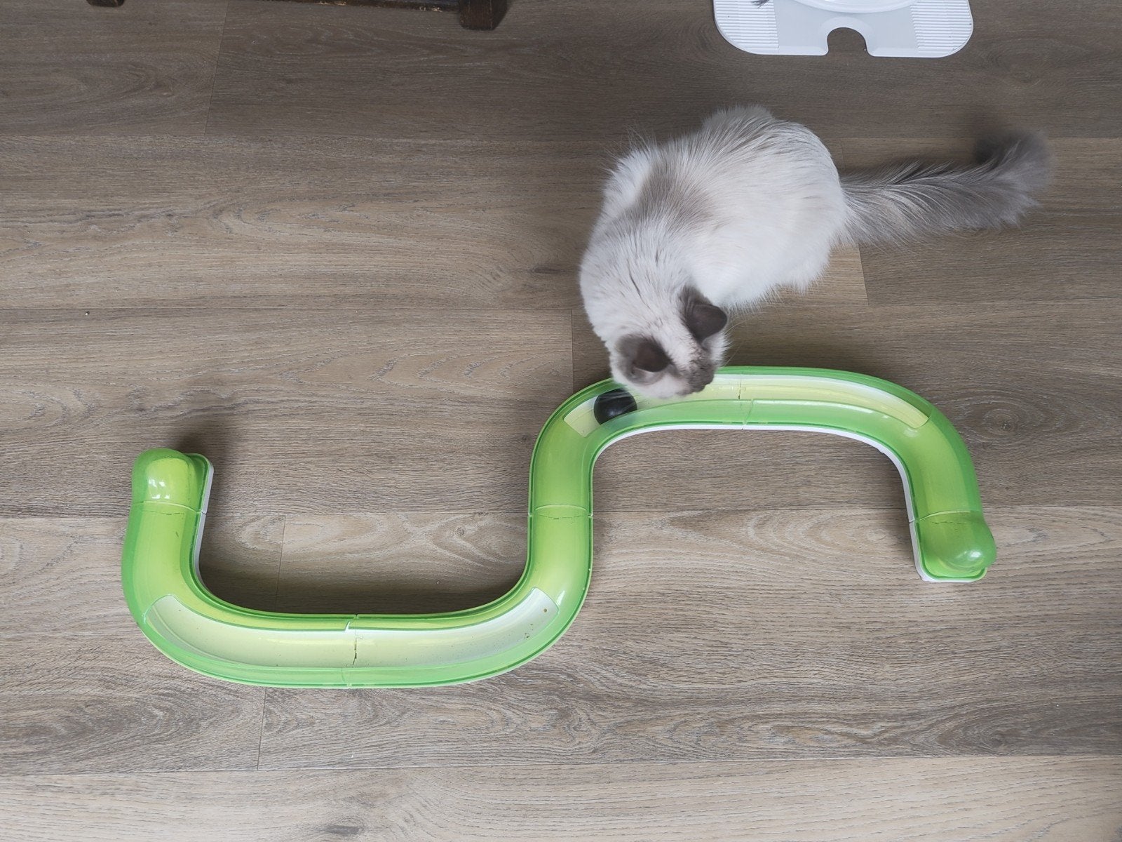 Knikkerbaan katten, Ophalen