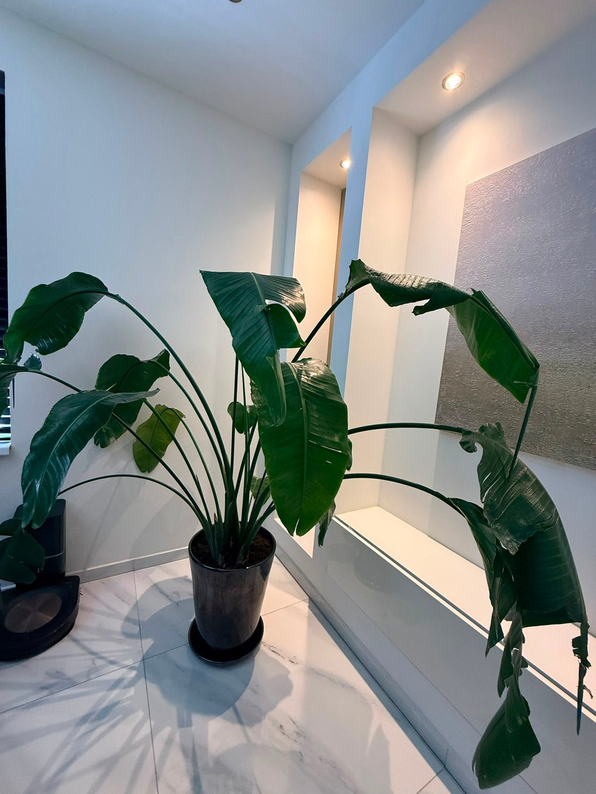 Grote Strelitzia Nicolai inclusief luxe sierpot - €250, Huis en Inrichting, Kamerplanten, Ophalen, Halfschaduw, 200 cm of meer