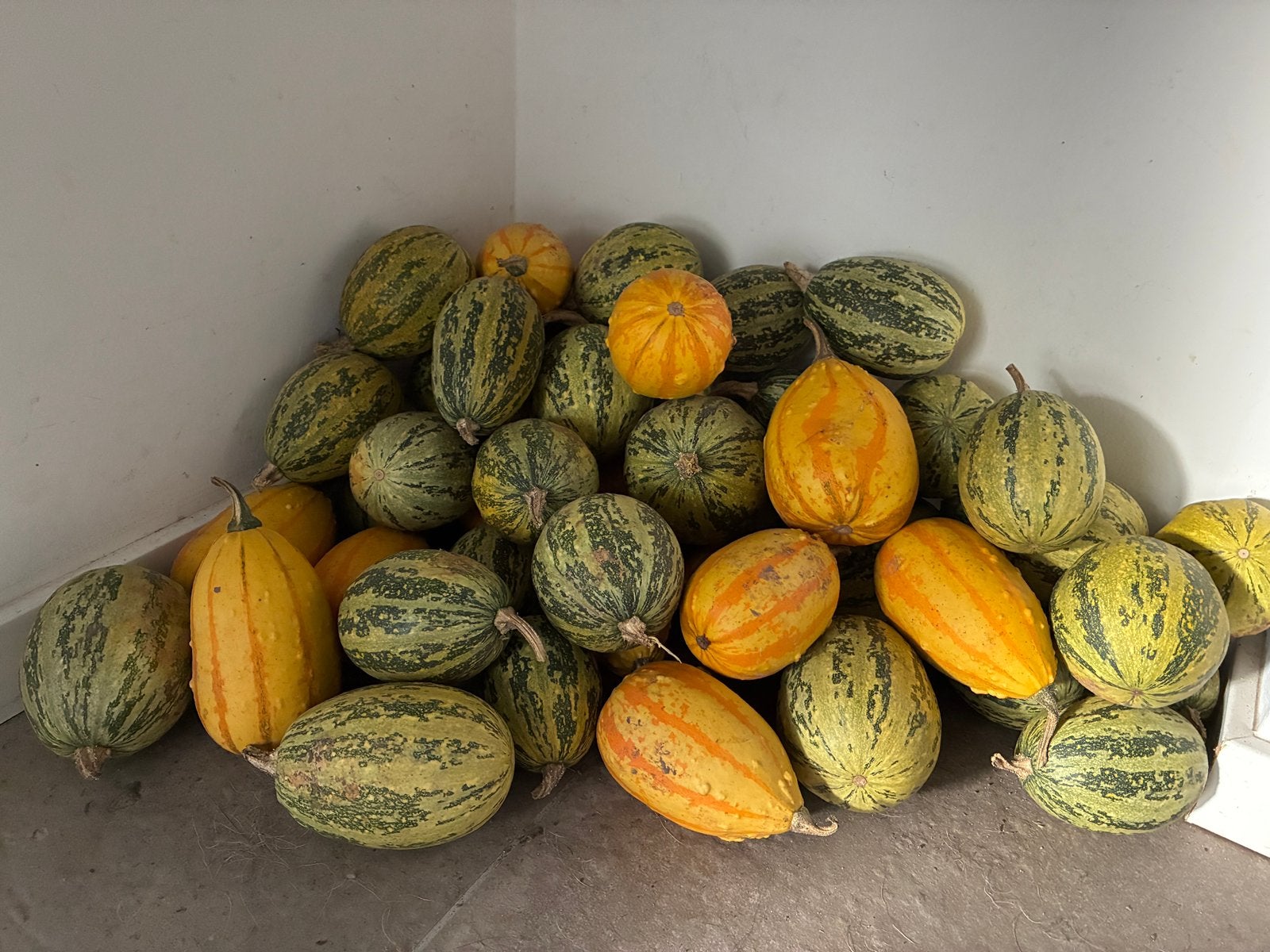 Sierpompoentjes - leuk voor (herfst/halloween)decoratie, Ophalen, Nieuw