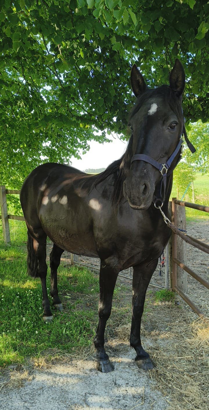 Lieve Spaanse merrie, Dieren en Toebehoren, Paarden, Merrie, Recreatiepaard, Ontwormd, 7 tot 10 jaar