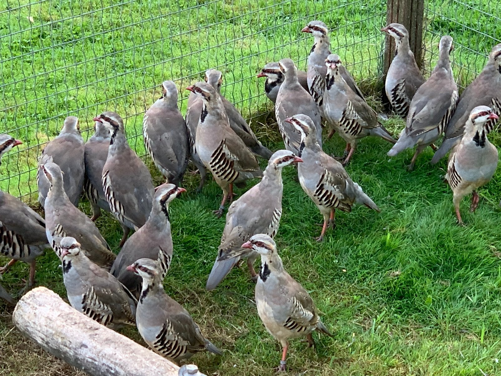 Chukar - Aziatische steenpatrijs - Keklik patrijs, Ophalen, Kooi-accessoires
