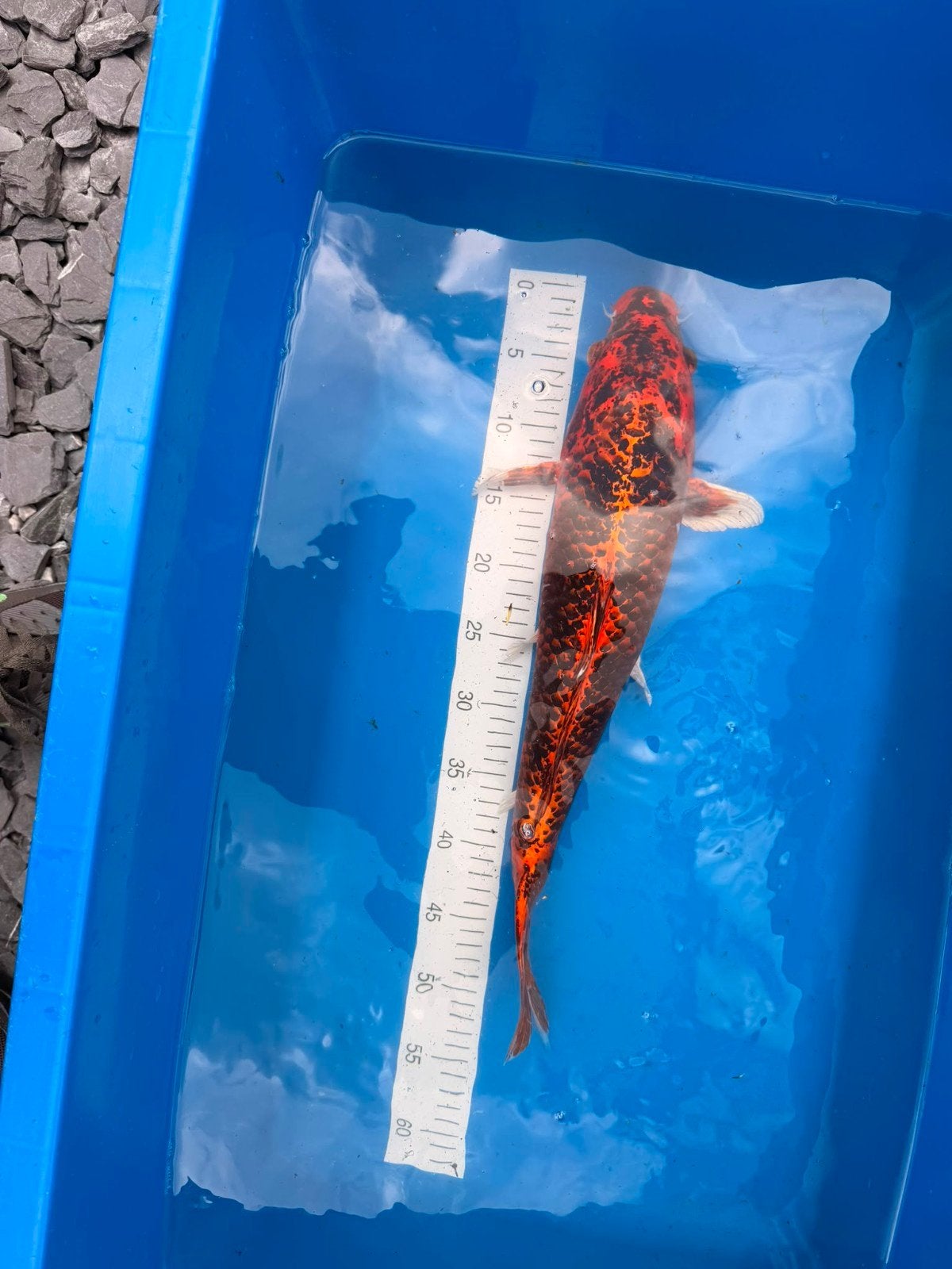 Goshiki +/- 50 a 55 cm, Dieren en Toebehoren, Karper of Koi