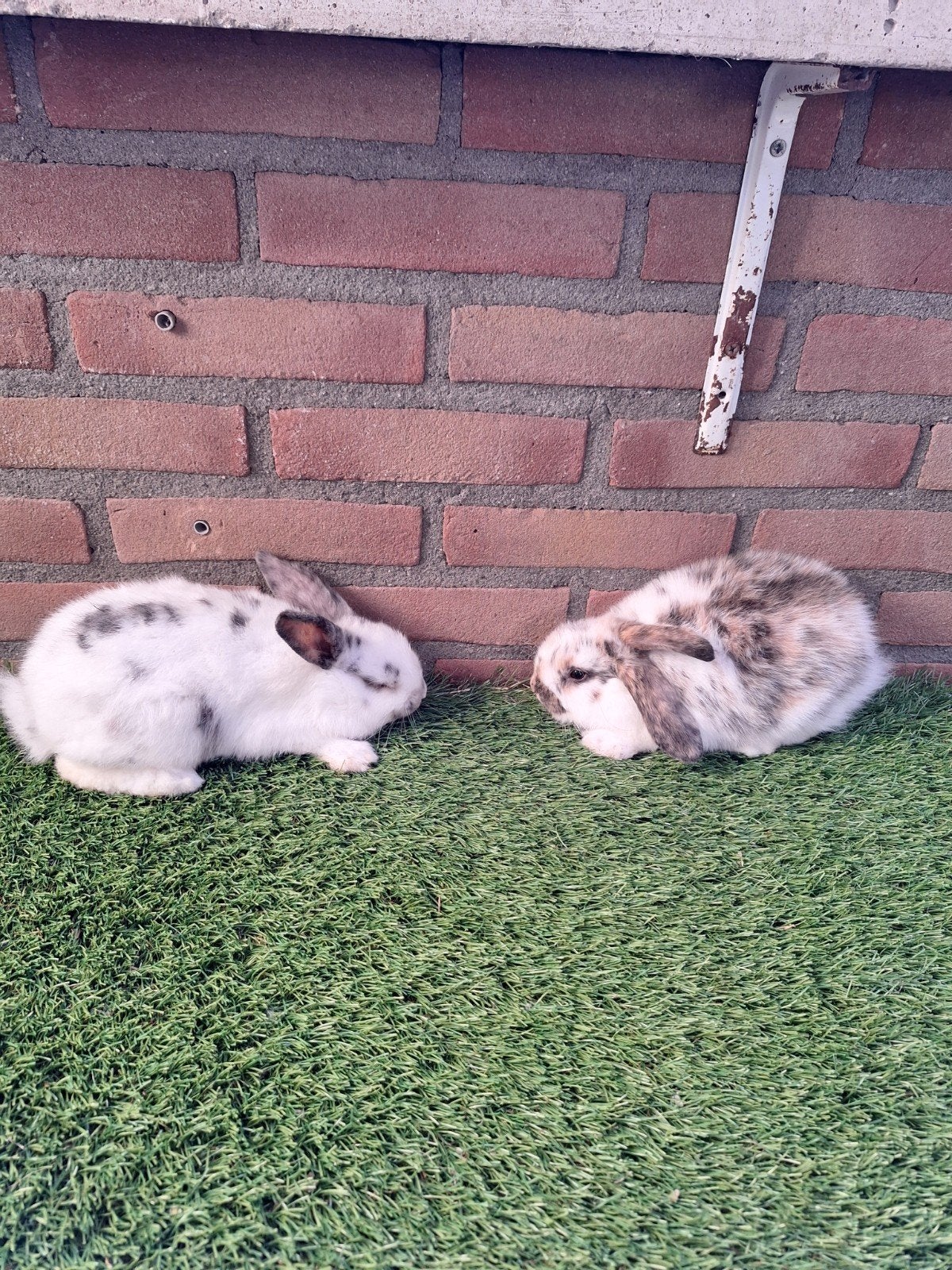 Te koop , 2 koppeltjes dwerghangoor konijntjes dwerg konijn, Meerdere dieren, Dwerg, Hangoor, 0 tot 2 jaar