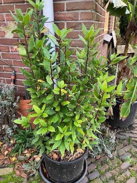 Laurus nobilis of laurier, Vaste plant, Halfschaduw, Lente, Ophalen