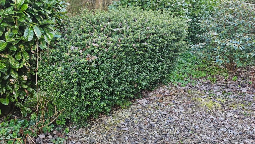 Grote struik. Gratis., Ophalen, Buxus