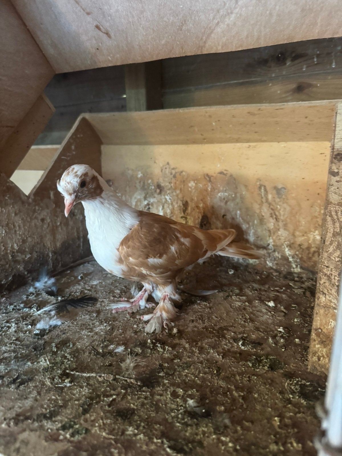 Duiven, Dieren en Toebehoren, Vogels | Duiven, Meerdere dieren, Overige soorten
