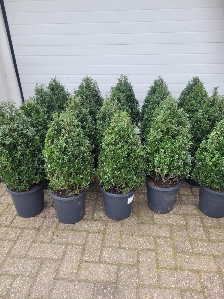 Ilex Crenata Spiraal - Japanse Hulst in 2 maten, Tuin en Terras, Planten | Tuinplanten, Volle zon, Vaste plant, Bloeit niet, Ophalen