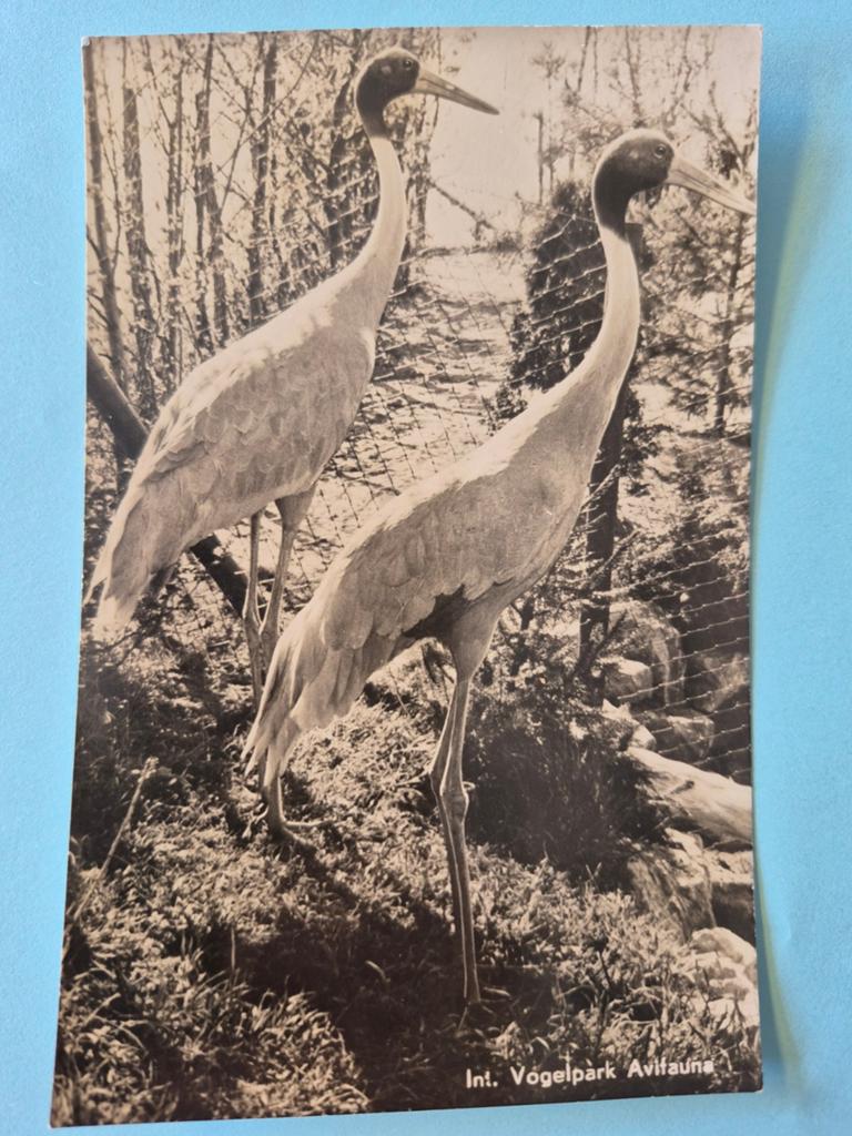 Avifauna in Alphen aan de Rijn, Ophalen of Verzenden