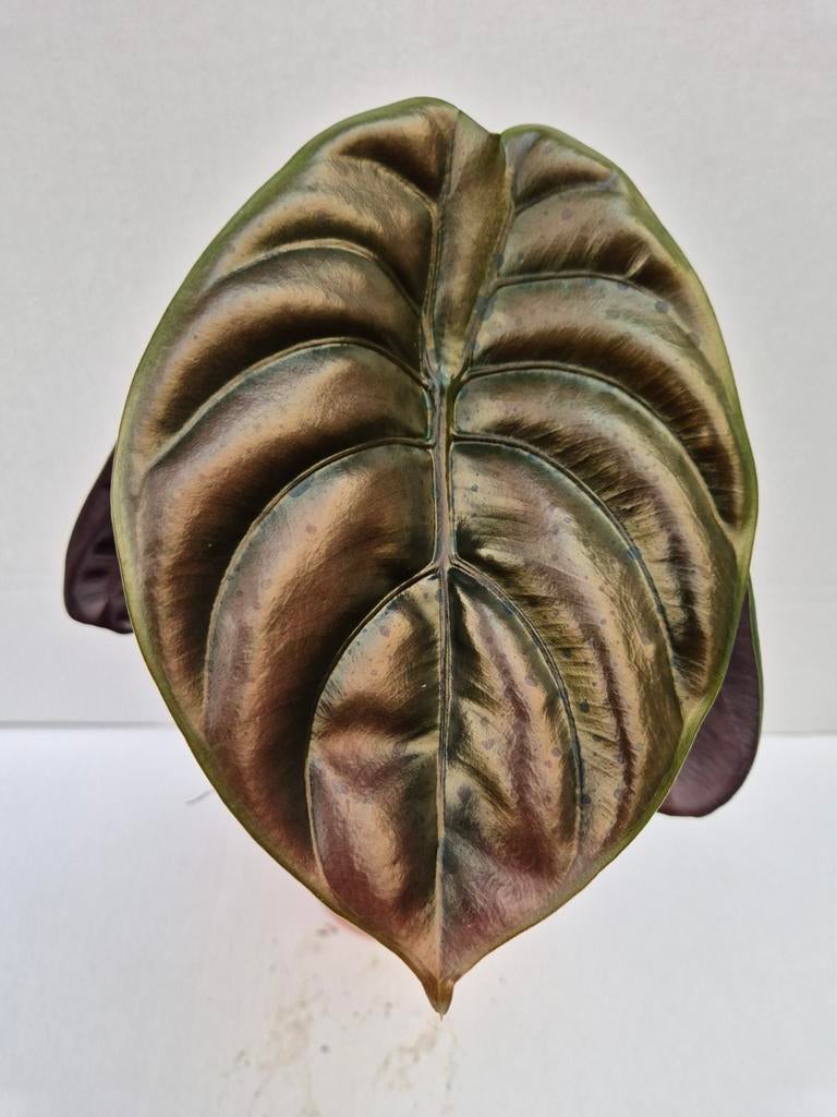Alocasia Cuprea Red Secret p12, Ophalen of Verzenden, Halfschaduw, Minder dan 100 cm